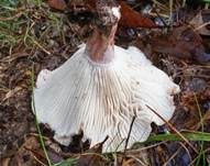 Geflecktblättriger Purpurschneckling, Foto 9