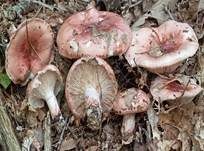Geflecktblättriger Purpurschneckling, Foto 10