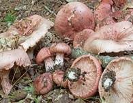 Geflecktblättriger Purpurschneckling, Foto 11