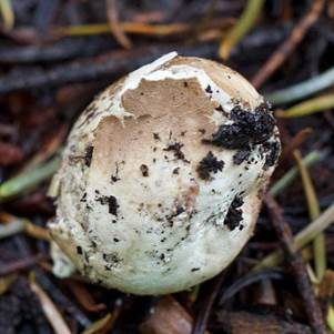 Gefleckter Hirschtrüffel, Foto 4