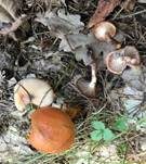 Gefleckter Gelbfuß, Foto 15