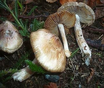 Gefleckter Risspilz, Foto 2
