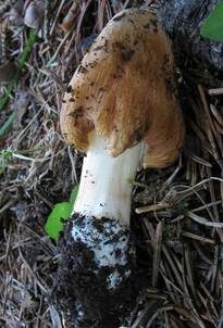 Gefleckter Risspilz, Foto 5