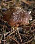 Gefleckter Risspilz, Foto 6