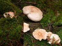 Gefleckter Rübling, Foto 19