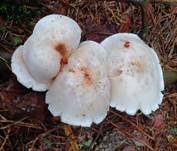 Gefleckter Rübling, Foto 22