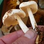 Gefleckter Rübling, Foto 24