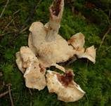 Gefleckter Rübling, Foto 27