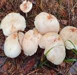 Gefleckter Rübling, Foto 31