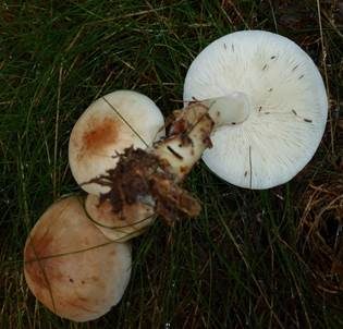 Gefleckter Rübling, Foto 5