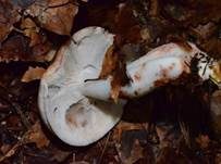 Gefleckter Rübling, Foto 8