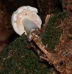 Gefleckter Rübling, Foto 11