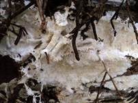 Gefranstes Steccherinum, Foto 18