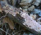 Gefranstes Steccherinum, Foto 19