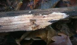 Gefranstes Steccherinum, Foto 20