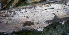 Gefranstes Steccherinum, Foto 22