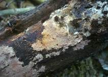 Gefranstes Steccherinum, Foto 7
