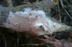 Gefranstes Steccherinum, Foto 11