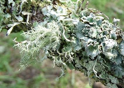 Grubige Bartflechte, Foto 5