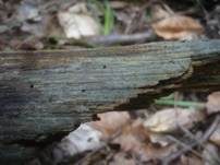 Gekrümmtsporige Wachshaut, Foto 8