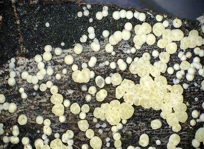 Gelatinöser Kugelpustelpilz, Foto 2
