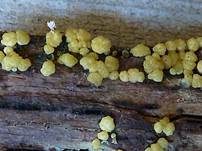 Gelatinöser Kugelpustelpilz, Foto 6