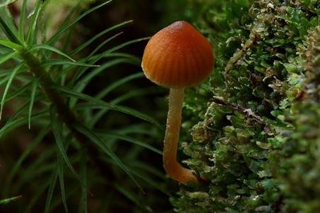Gelbblättriger Häubling, Foto 4