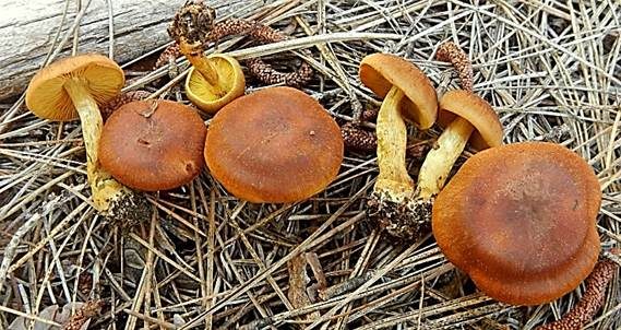 Gelbblättriger Hautkopf, Foto 2