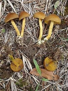 Gelbblättriger Hautkopf, Foto 3