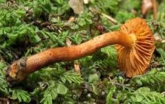 Gelbblättriger Hautkopf, Foto 6