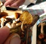 Gelbblättriger Holznabeling, Foto 11