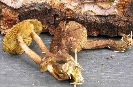 Gelbblättriger Risspilz, Foto 2