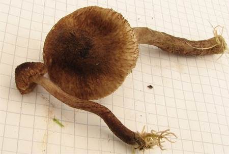 Gelbblättriger Risspilz, Foto 3