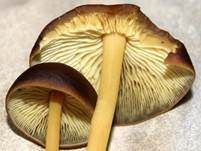Gelbblättriger Rübling, Foto 19