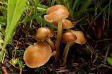 Gelbblättriger Rübling, Foto 7