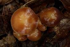 Gelbblättriger Rübling, Foto 9