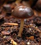 Gelbblättriger Rübling, Foto 11
