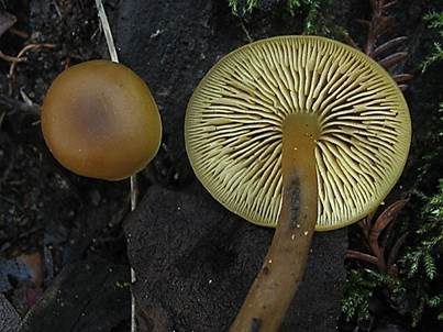 Gelbblättriger Scheinrübling, Foto 3