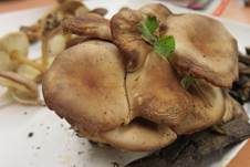 Gelbblättriger Scheinrübling, Foto 12