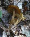 Gelbblättriger Scheinrübling, Foto 13
