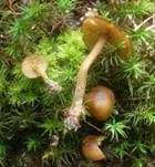 Gelbblättriger Scheinrübling, Foto 17