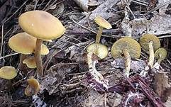 Gelbblättriger Scheinrübling, Foto 18
