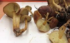 Gelbblättriger Scheinrübling, Foto 8