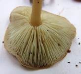 Gelbblättriger Scheinrübling, Foto 9