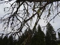 Bartflechte, Foto 7