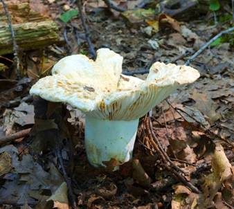 Gelbblättriger Weißtäubling, Foto 2