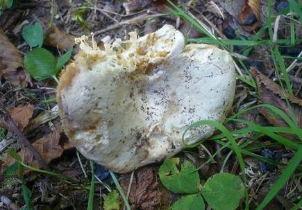 Gelbblättriger Weißtäubling, Foto 5