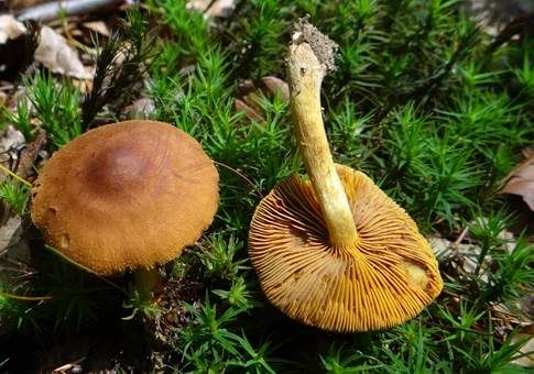 Gelbblättriger Zimt-Hautkopf, Foto 2