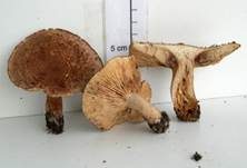 Bärtiger Ritterling, Foto 22