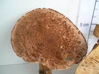 Bärtiger Ritterling, Foto 23